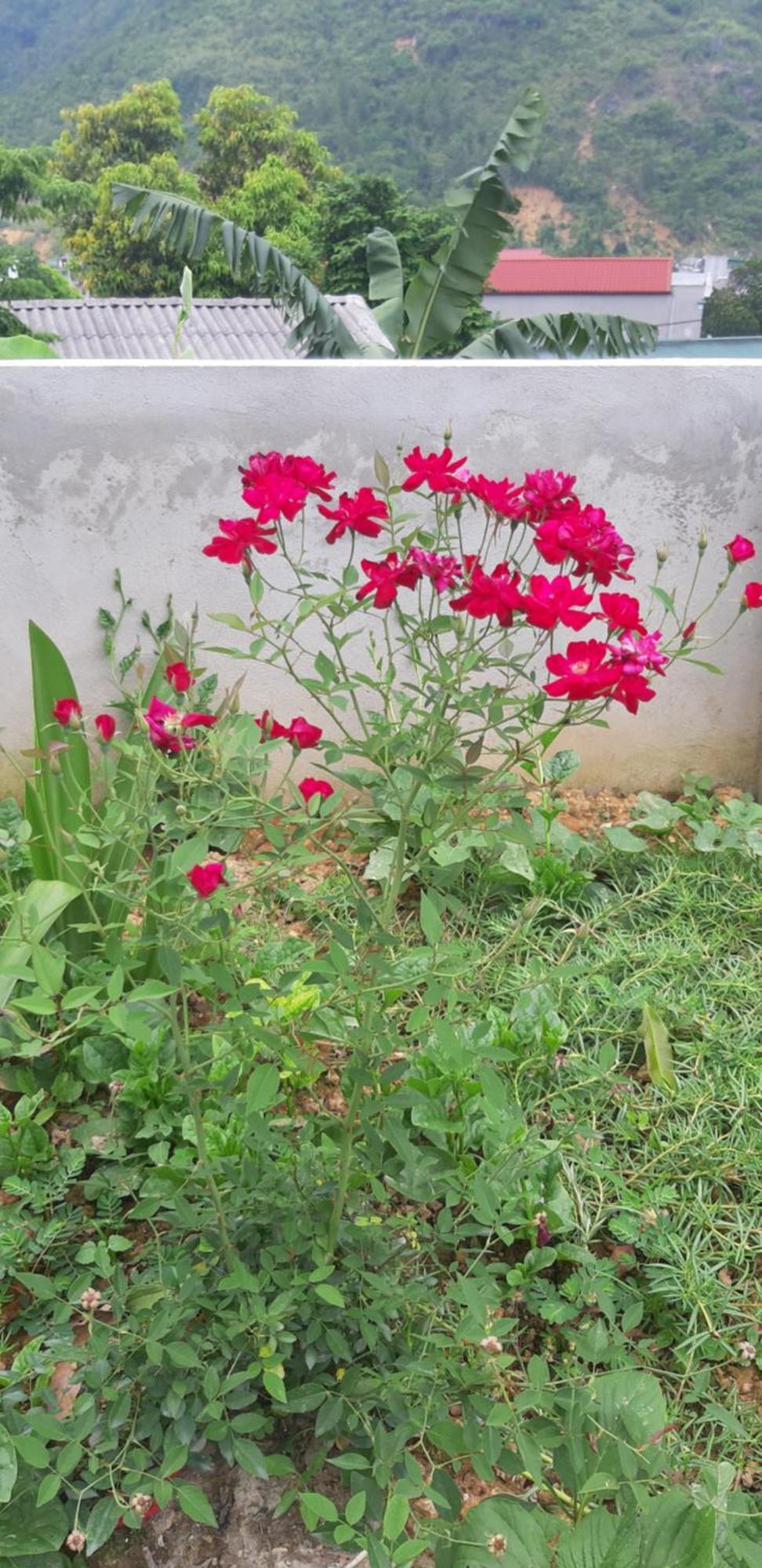 Milk Milk Homestay Yen Minh Kamer foto